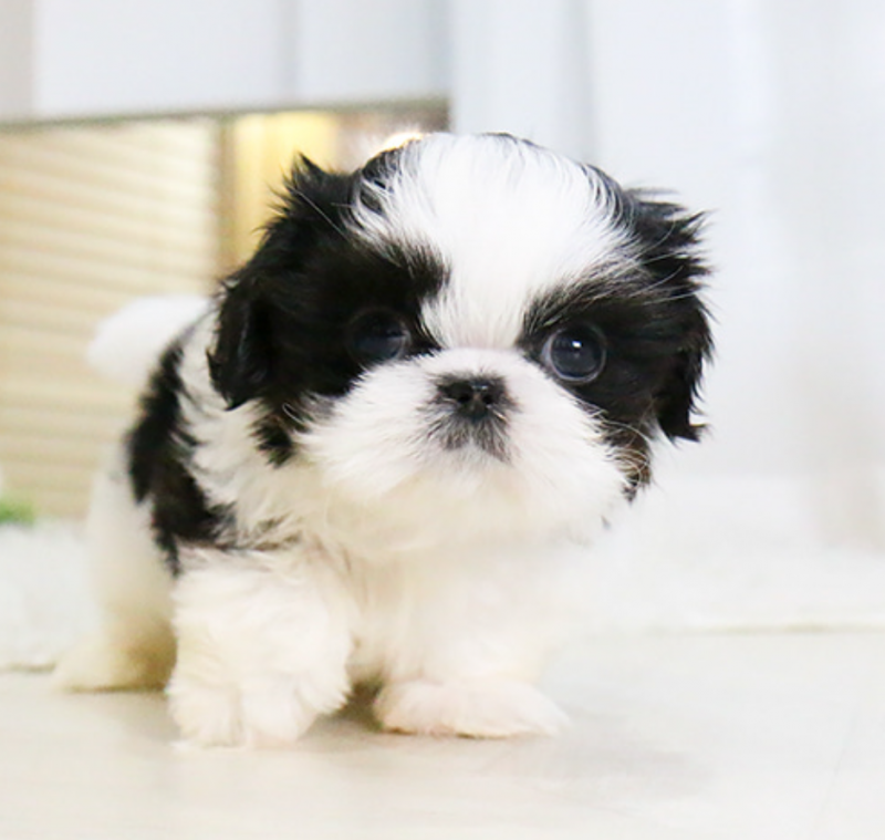 Kc exceptionally stunning Shih Tzu puppies Image eClassifieds4u
