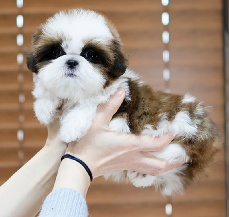 Kc exceptionally stunning Shih Tzu puppies Image eClassifieds4u