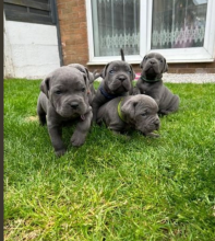 🐾🐾 Cane corso puppies available 🐾🐾 Image eClassifieds4u 1