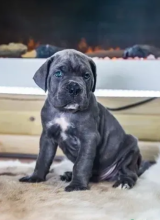 🐾🐾 Cane corso puppies available 🐾🐾 Image eClassifieds4u 2
