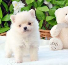 4 amazing Pomeranian puppies Image eClassifieds4u 1