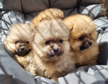 4 amazing Pomeranian puppies Image eClassifieds4u 3