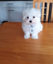 Adorable KC Maltese Puppies - Fully Vaccinated Image eClassifieds4u 3