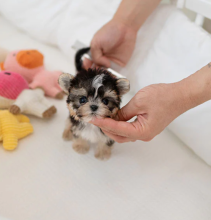Amazing litter of Morkie puppies Available Image eClassifieds4u 2