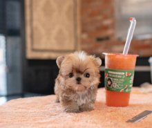 Amazing litter of Morkie puppies Available Image eClassifieds4u 3