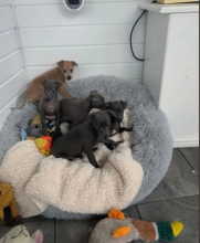 Beautiful litter of Italian greyhounds Image eClassifieds4u 4