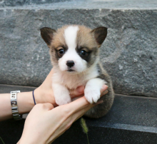 Beautiful Pembrokeshire Corgi puppies Image eClassifieds4u 1