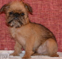 Beautiful top quality Griffons Bruxellois Image eClassifieds4u 3