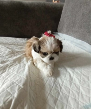 Kc exceptionally stunning Shih Tzu puppies Image eClassifieds4u 1