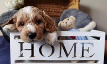 MaltiPoo Puppies for adoption 😍🐶 Image eClassifieds4U