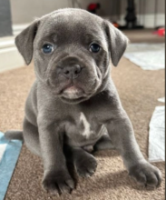 Quality Kc Staffordshire Bull Terrier Puppies Image eClassifieds4u 2