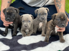 Quality Kc Staffordshire Bull Terrier Puppies Image eClassifieds4u 3