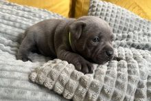 Staffordshire Bull Terrier Puppies for you Image eClassifieds4U
