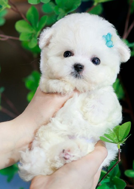 Pure white fluffy bichon frise Image eClassifieds4u