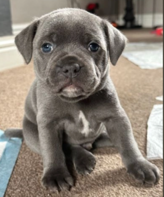 Quality Kc Staffordshire Bull Terrier Puppies Image eClassifieds4u
