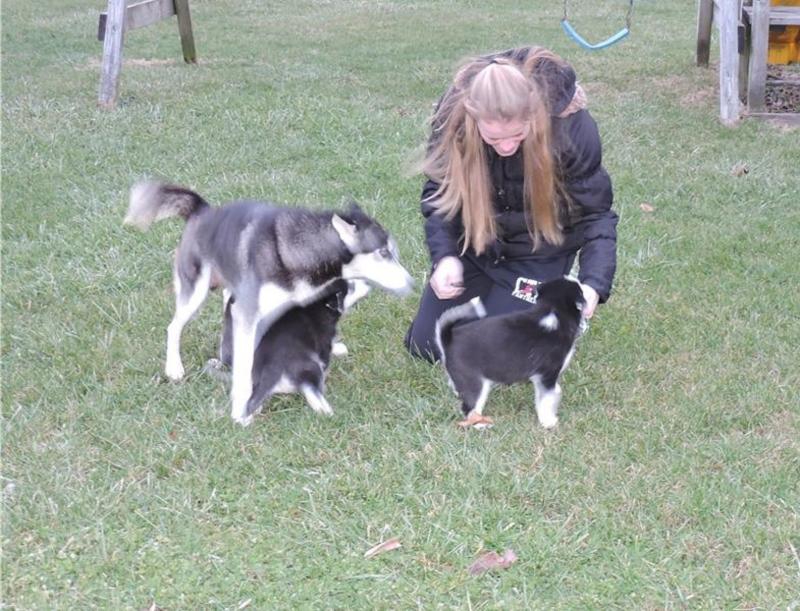 Siberian Husky Puppies Image eClassifieds4u