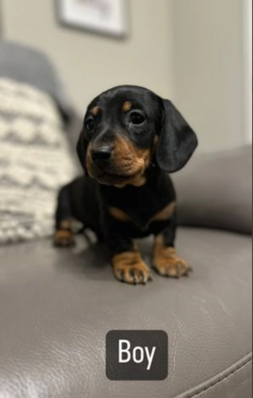 Stunning Miniature Dachshund pups available Image eClassifieds4u
