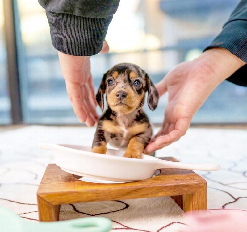 Stunning Miniature Dachshund pups available Image eClassifieds4u