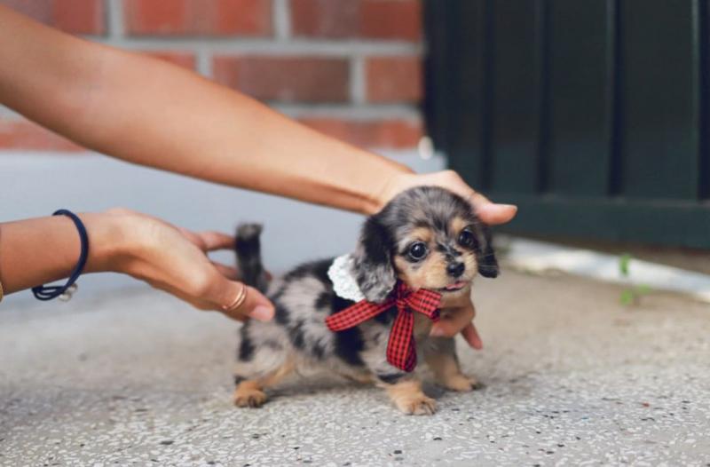 Stunning Miniature Dachshund pups available Image eClassifieds4u
