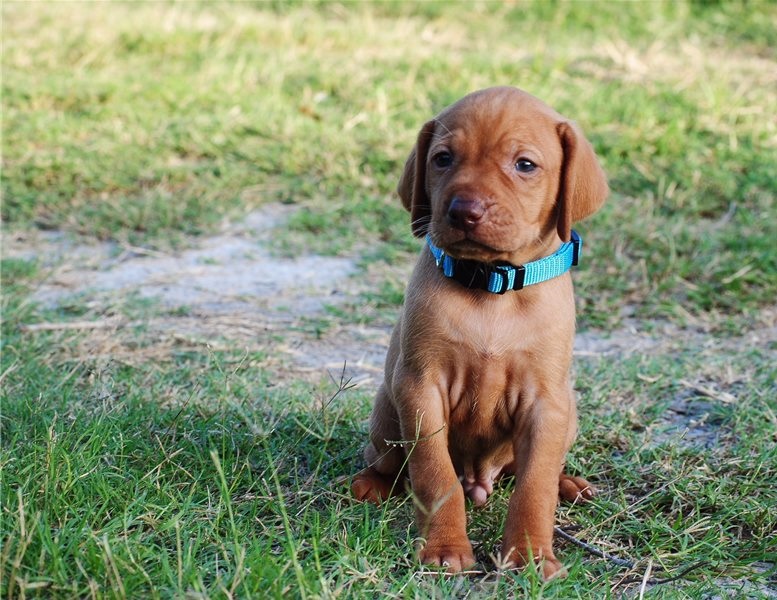 Vizsla Puppies for Vizsla pet homes Image eClassifieds4u