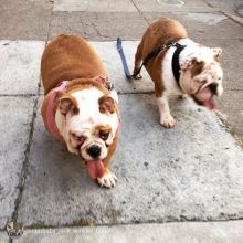 English Bulldogs for adoption