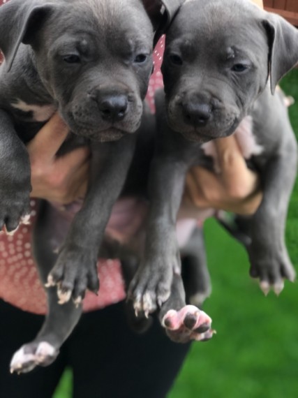 American Bully Puppies available Image eClassifieds4u