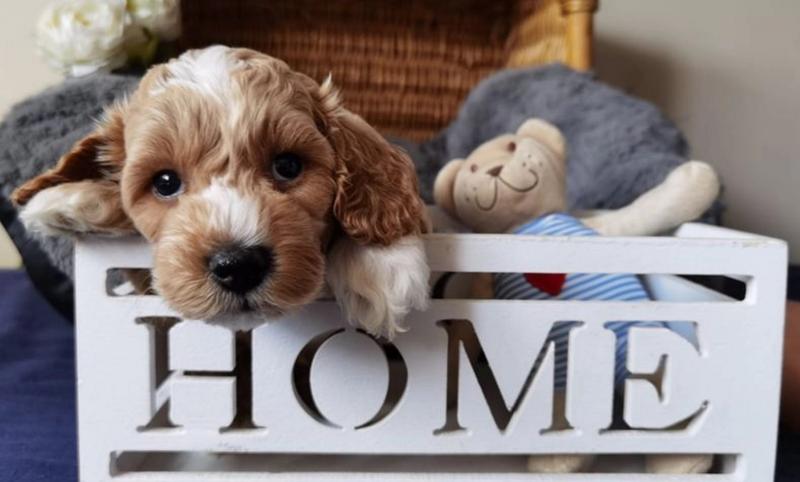 MaltiPoo Puppies for adoption 😍🐶 Image eClassifieds4u