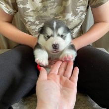 Alaskan malamute puppies ready now Call Me (530)-427-8998