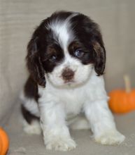 Available er spaniel Puppies Ready Foe New Homes Call us at (530)-427-8998