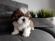 Available Shih tzu puppies