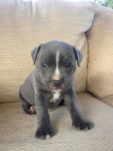 Blue Staffordshire bull terrier puppies Ready Now Contact 503 427 8998