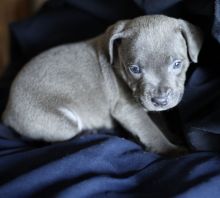 Blue Staffordshire bull terrier pups