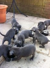 Blue Staffy Puppies Contact 503 427 8998
