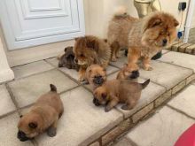 CHOW CHOW PUPPIES - FAWN - 2 LEFT- NOW READY! PURE BREED