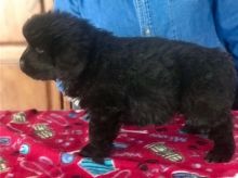 CKC MALE AND FEMALE NEWFOUNDLAND PUPPIES AVAILABLE