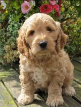 CKC Registered apoo Puppies Ready Now text Us (530)-427-8998