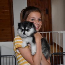 Cute And Lovely Pomsky Puppies Available Now CALL US AT (530)-427-8998
