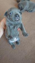 Blue Staffordshire bull terrier puppies