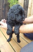 Newfoundland (ckc registered) puppies Call us at (503)-427-8998