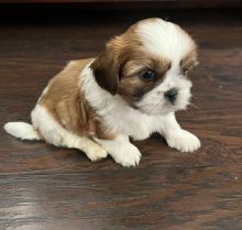 Quality Shih Tzu puppies