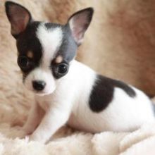 Rare Micro T 2.5 lbs AlmostAdultSize!❤️Trained Chihuahua Puppies Text Us At (530)-427-8998
