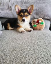 Registered Pembroke Welsh corgi Puppies Ready Now text Us (530)-427-8998