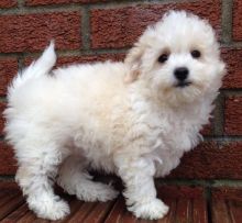 Toy poodle rehoming Text Us At (503)-427-8998
