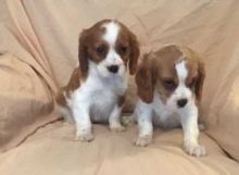 Two Mini Cavalier King Charles Spaniel, European registered Text Us At (503)-427-8998