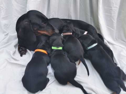Adorable Dachshunds Puppies Ready For Sale Now Text Us At (503)-427-8998 Image eClassifieds4u