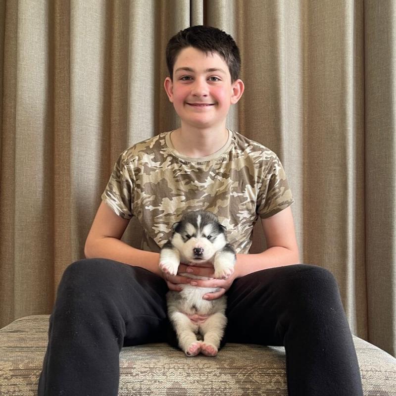 Alaskan malamute puppies ready now Call Me (530)-427-8998 Image eClassifieds4u