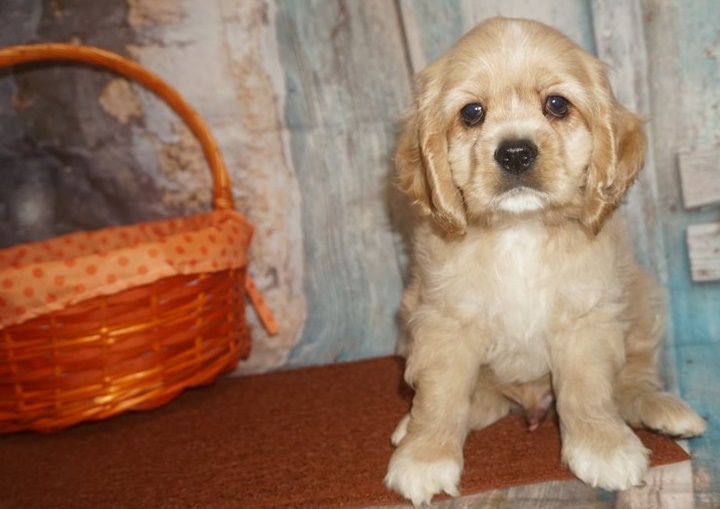 Available er spaniel Puppies Ready Foe New Homes Call us at (530)-427-8998 Image eClassifieds4u