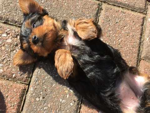 Beautiful little Yorkie puppies perfect for special gift ♥️ Text Us At (503)-427-8998 Image eClassifieds4u
