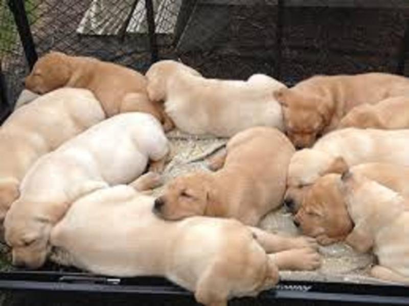 Beautiful purebred Labrador Retriever!Text Us At (503)-427-8998 Image eClassifieds4u