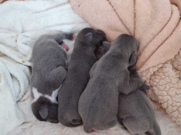 Blue Staffordshire bull terrier puppies Ready Now Contact 503 427 8998 Image eClassifieds4u